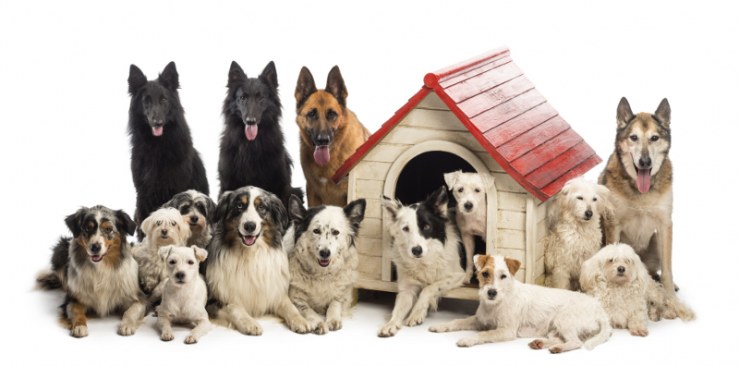 1210-large-hoteles-mascotas.jpg
