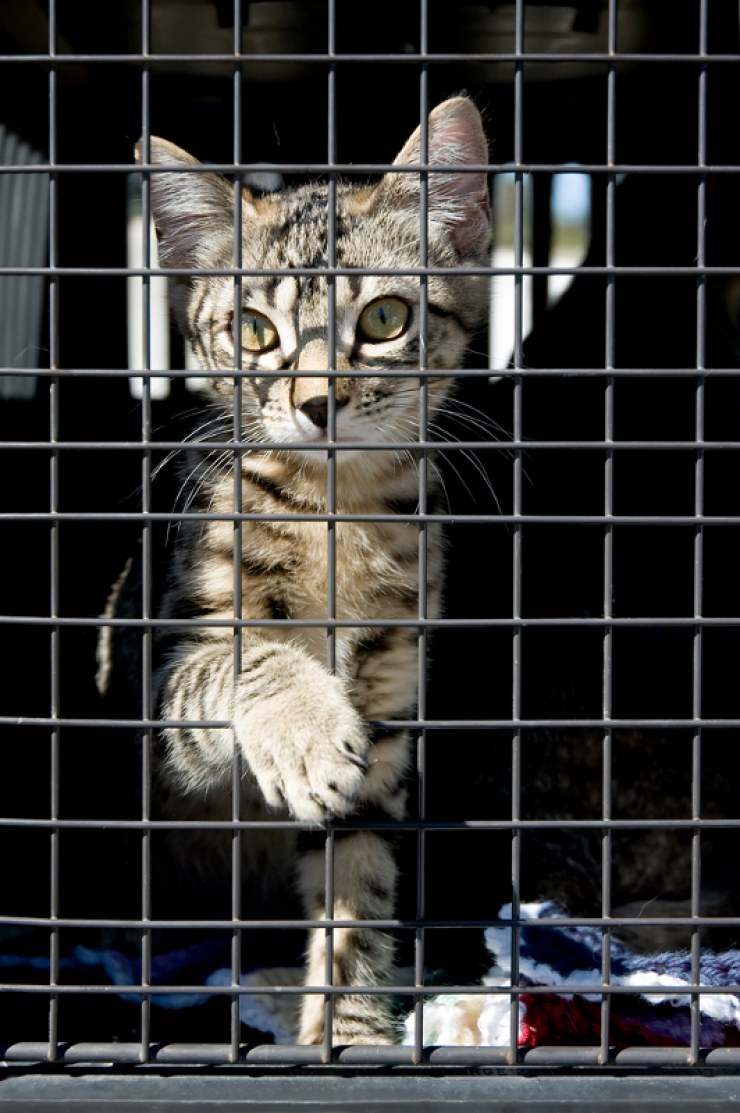 Viajar con gatos