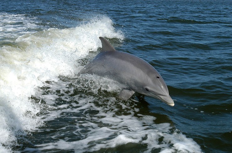 1200px Bottlenose Dolphin KSC04pd0178