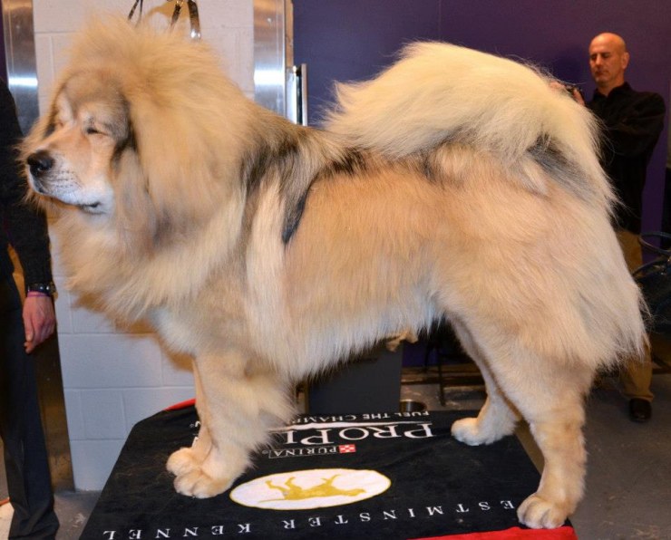 A Tibetan Mastiff