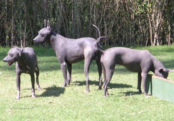 Mexico.Xoloitzcuintle