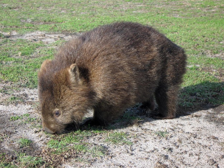 Wombat del norte