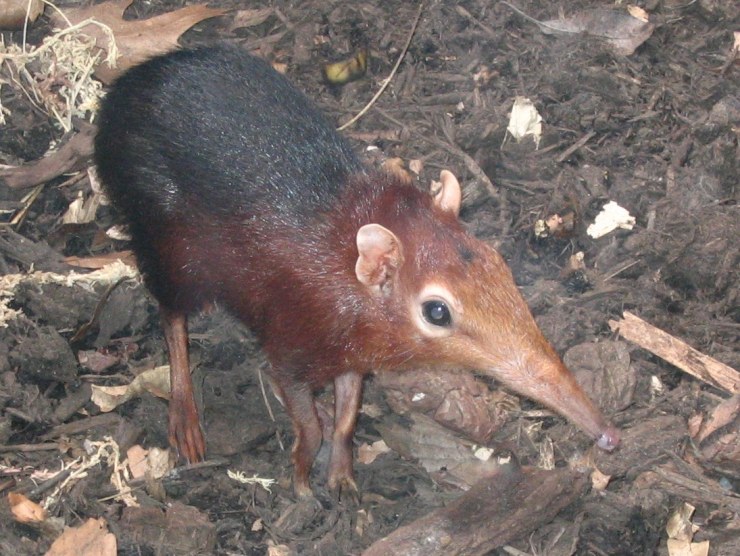 Musaraña elefante