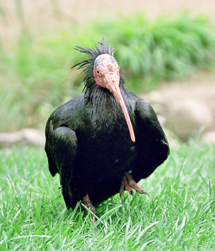 Ibis eremita