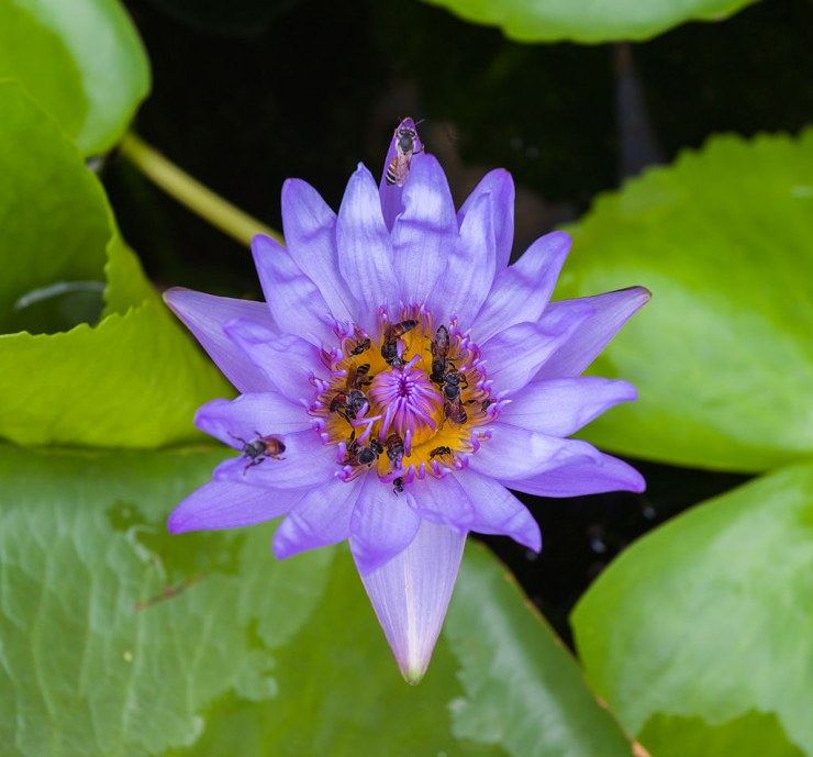 Abejas (Tetragonula laeviceps) en un loto sagrado (Nelumbo nucifera), Gran Palacio, Bangkok, Tailandia, 2013 08 22, DD 01