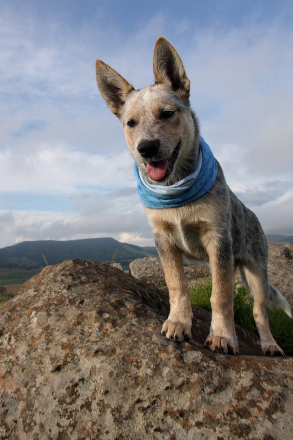 pasaporte-europeo-para-animales-de-compenia